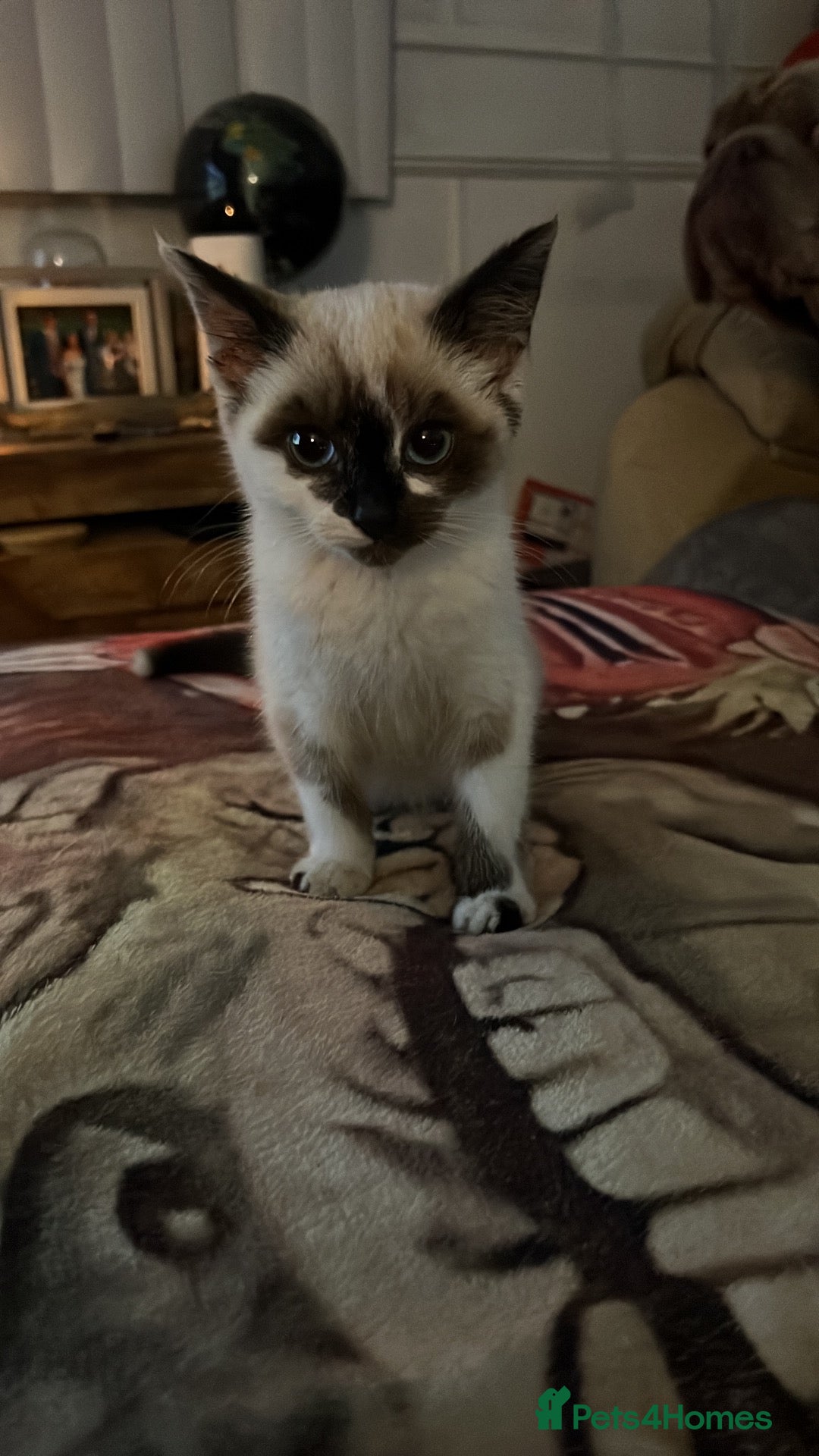 Mixed Breed cats for sale: 2 female kittens  - Advert 3