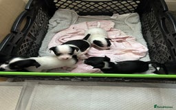 Mixed Breed dogs for sale: Jack Chi - Advert 2