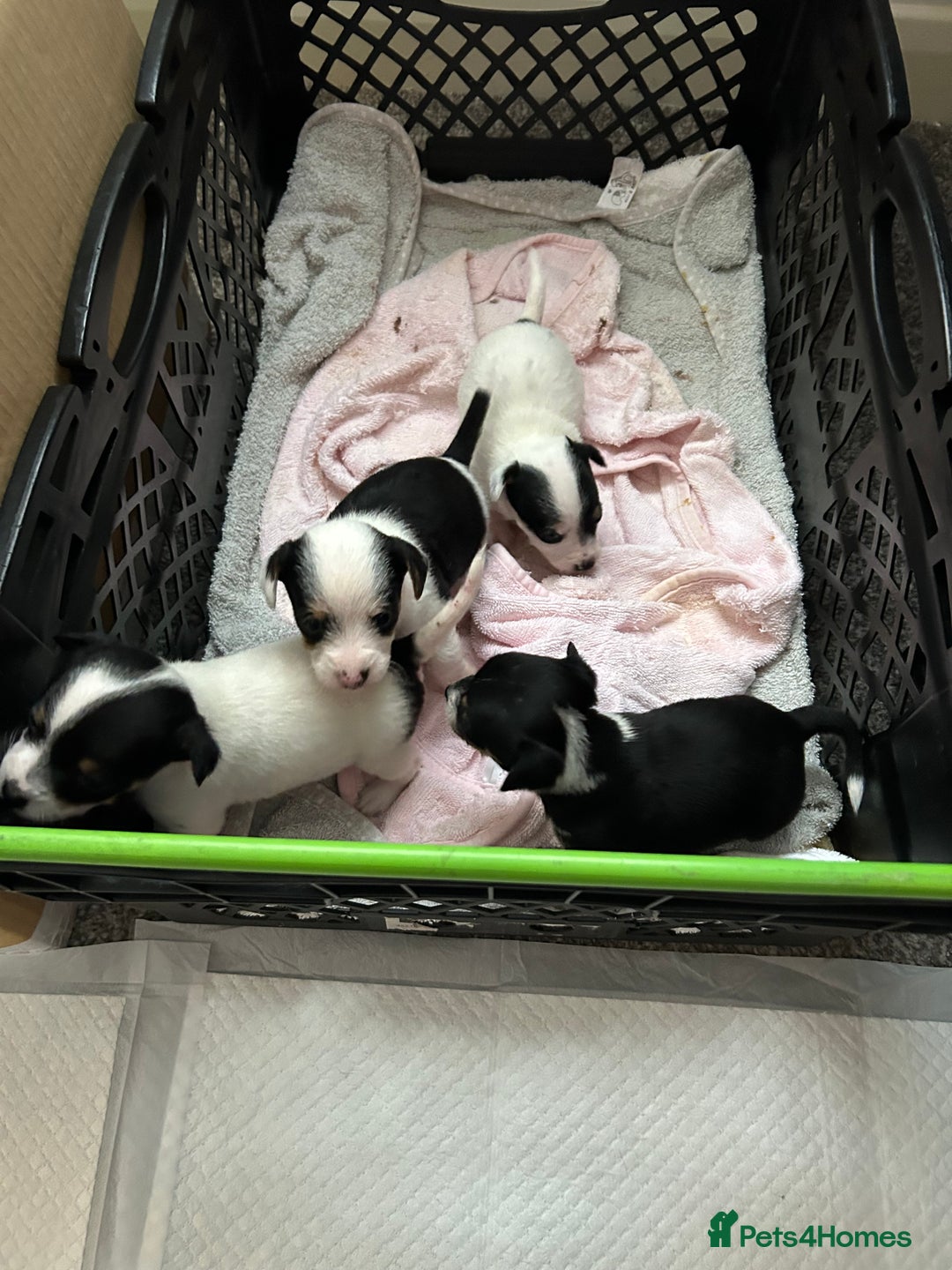 Mixed Breed dogs for sale: Jack Chi - Advert 2