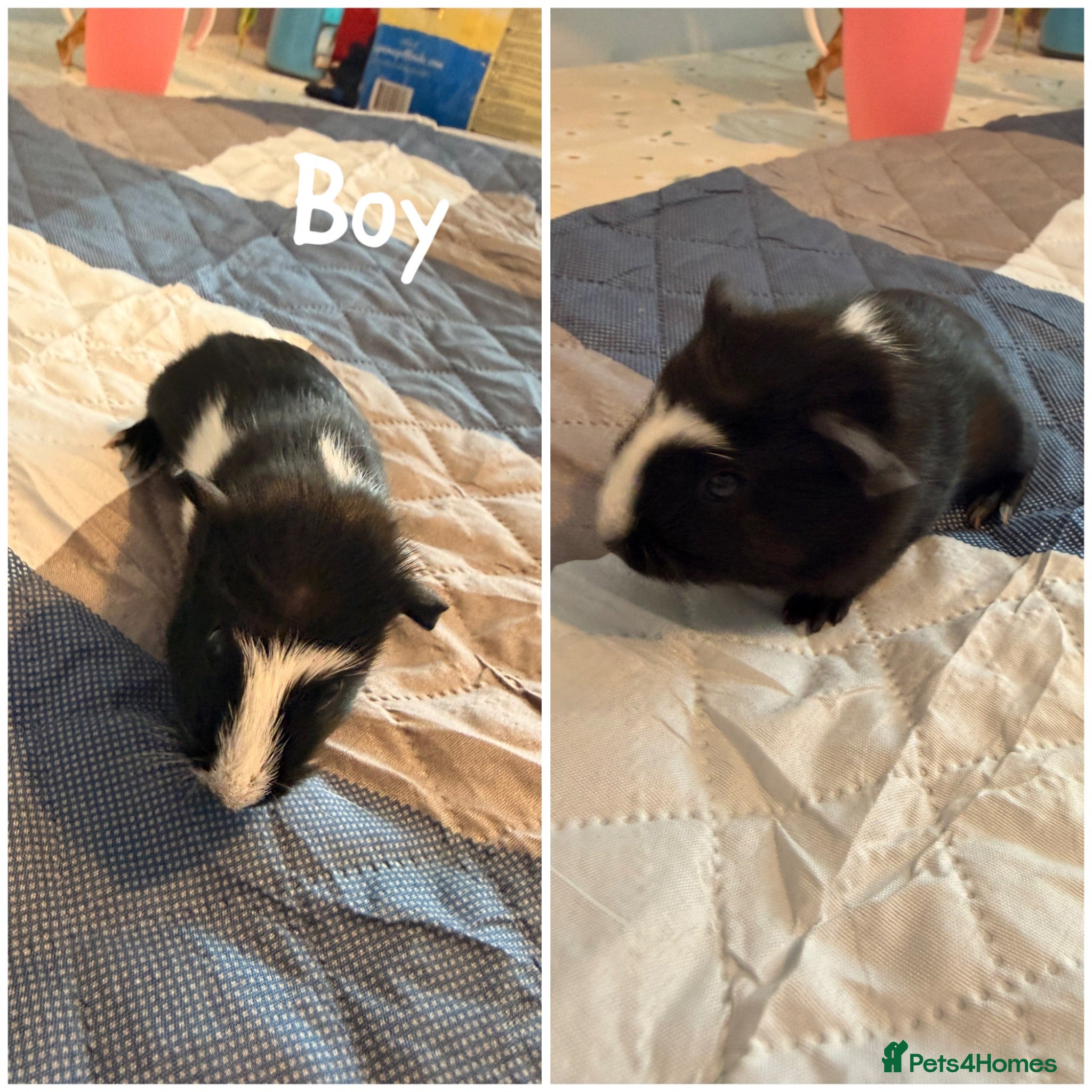 Guinea Pig rodents 1 Bore Baby Ginuea Pig - Advert 15