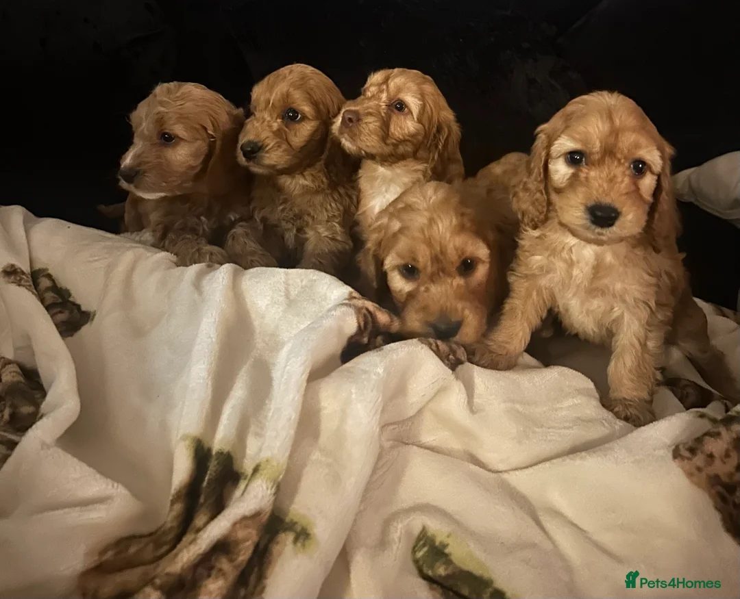 Cockapoo dogs for sale: Beautiful Red Cockerpoo Puppies - Advert 1