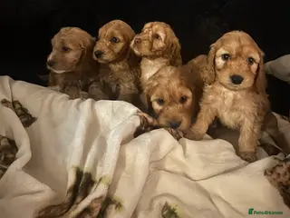 Cockapoo dogs Beautiful Red Cockerpoo Puppies - Advert 2