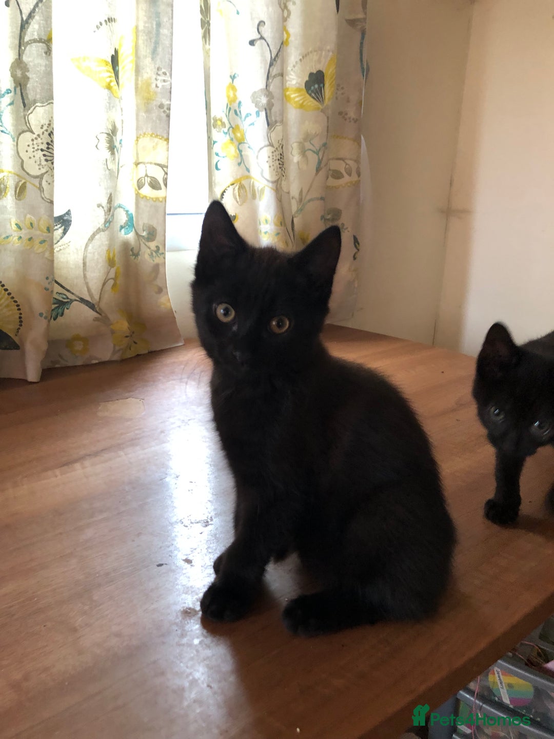 Mixed Breed cats for sale: 4 x male Maine Coon/Siamese mix breed kittens - Image 4