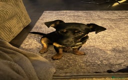 Jack Russell dogs for sale: Duke 7 month old Jack russell  - Advert 2