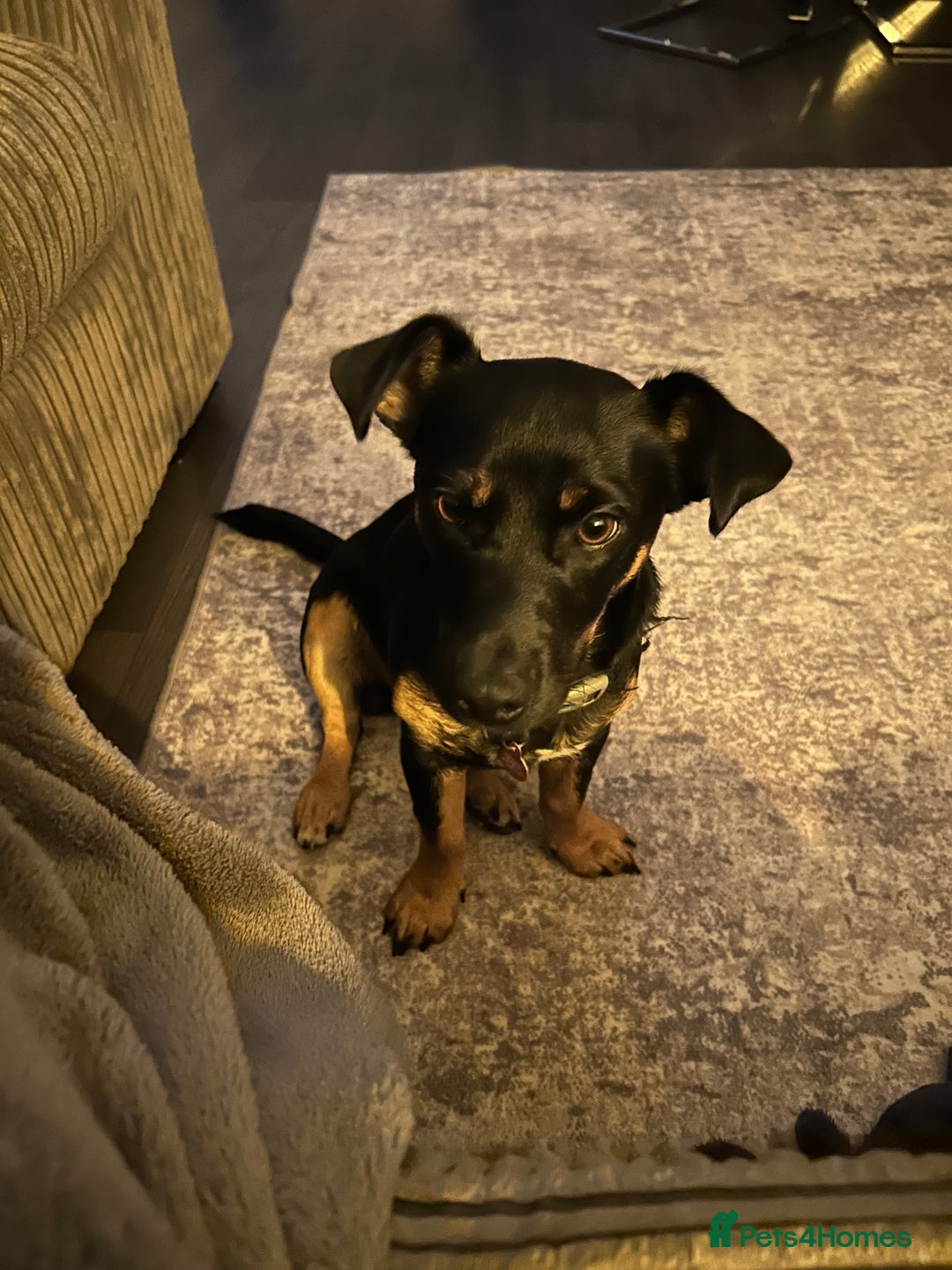 Jack Russell dogs for sale: Duke 7 month old Jack russell  - Advert 2