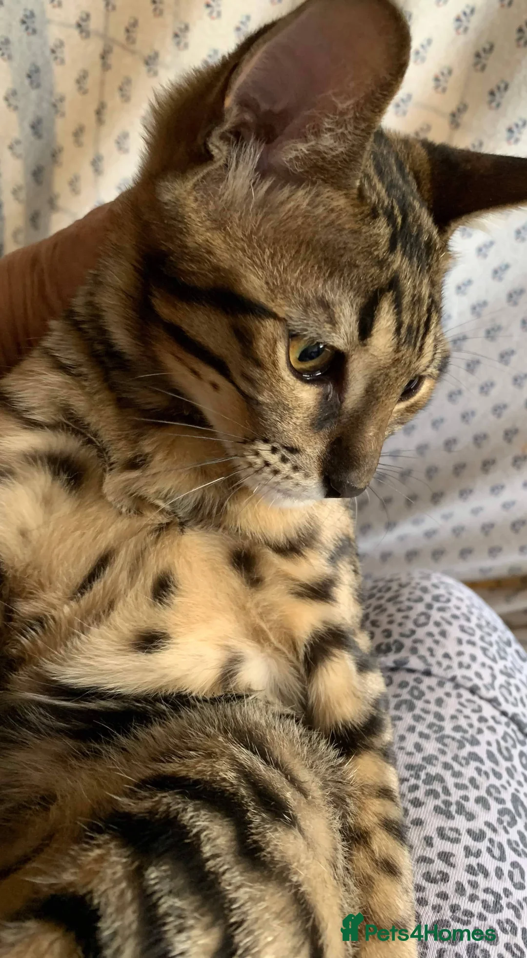 Savannah cats for sale: USA Elite Import F7 SBT - DRINKWATER VIPER F1 Stud - Advert 5