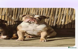 English Bulldog dogs for sale: English bulldog girl  - Image 2