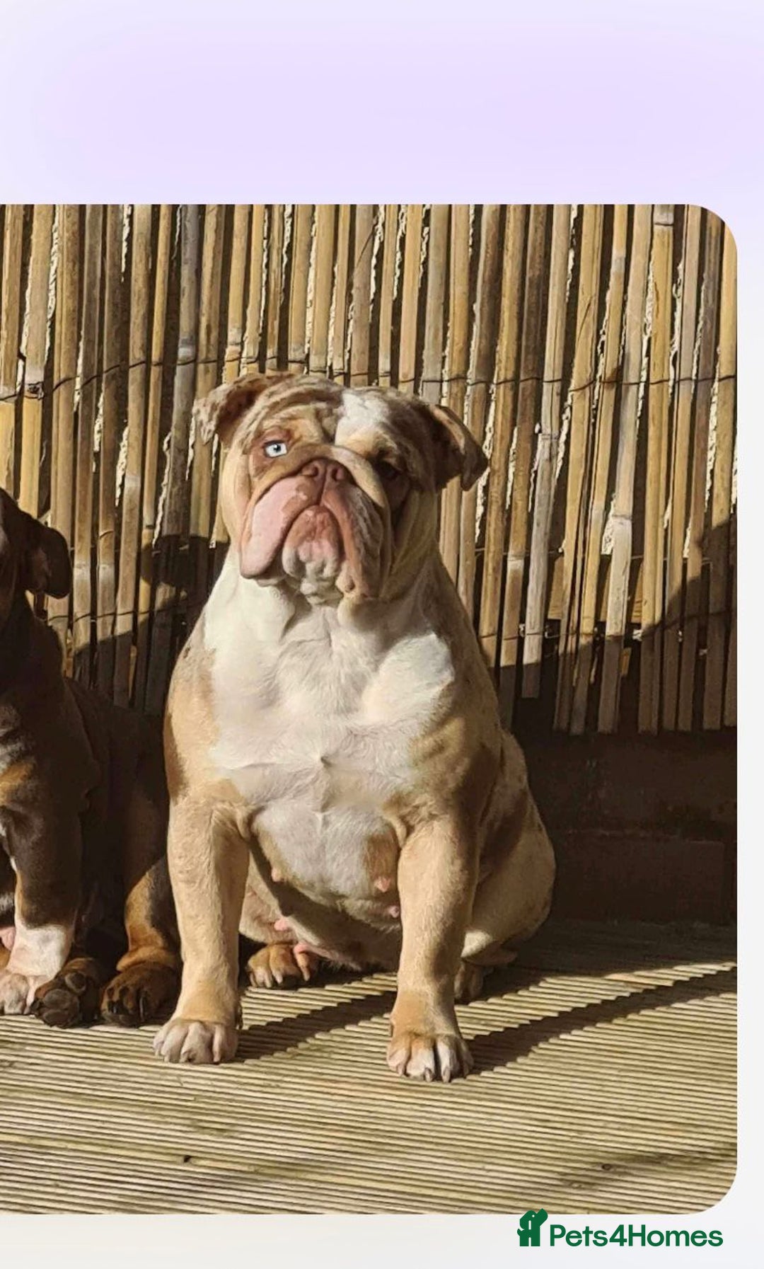 English Bulldog dogs for sale: English bulldog girl  - Image 2