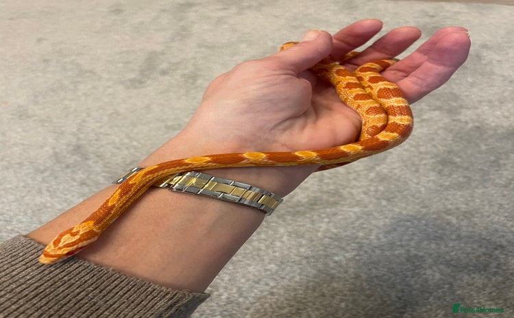 Corn Snake reptiles 15 Month Old Corn snake with set up  - Advert 2