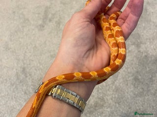 Corn Snake reptiles 15 Month Old Corn snake with set up - Advert 5