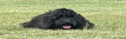 Mixed Breed dogs for sale: Miniature Mountain Australian Bernedoodles  - Advert 7