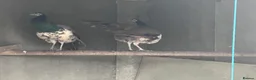 Peafowl poultry for sale: Indian blue pied - Advert 4
