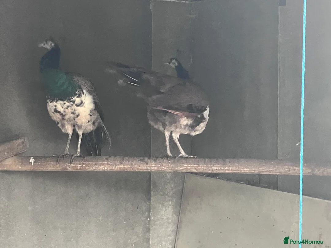 Peafowl poultry for sale: Indian blue pied - Advert 4