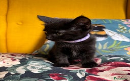 Mixed Breed cats for sale: 6 lovely black kittens looking for new homes - Image 7