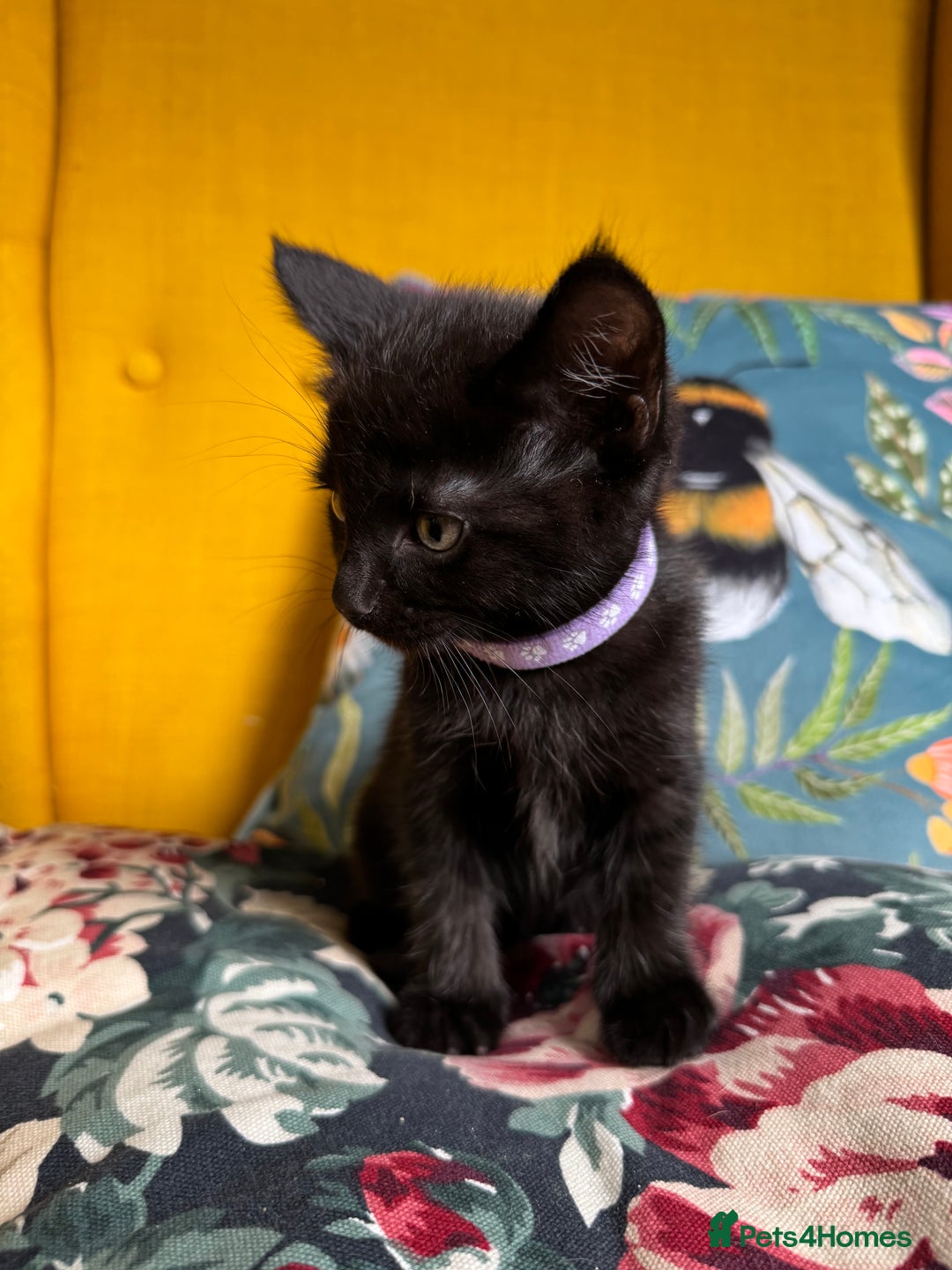 Mixed Breed cats for sale: 6 lovely black kittens looking for new homes - Image 7
