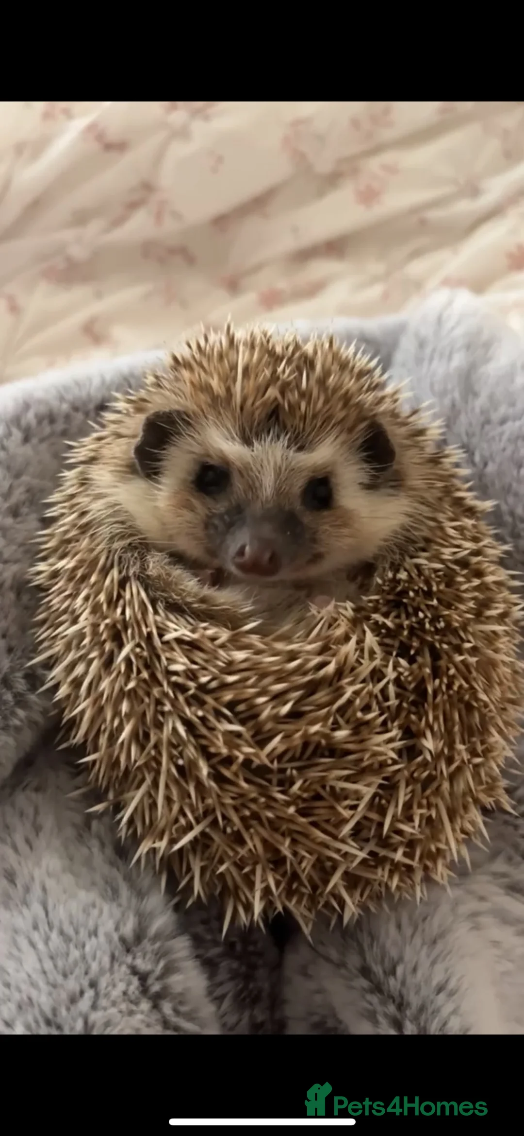 Pygmy Hedgehog rodents for sale: Year old Pygmy Hedgehog  - Advert 1