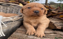 Labrador Retriever dogs for sale: Stunning litter of KC fox red labradors  - Advert 7