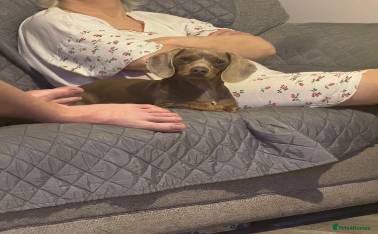 Miniature Dachshund dogs - Advert 10