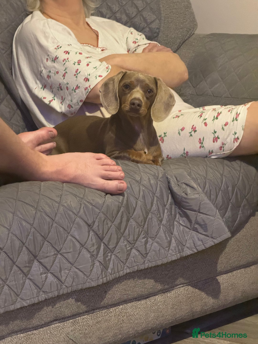 Miniature Dachshund dogs for sale: Rehoming due to il health  - Image 1