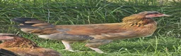 Chickens poultry for sale: Olive eggers & Lavender marans - Advert 8