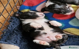 Mixed Breed dogs for sale: Beautiful pups 6 Males - Image 1