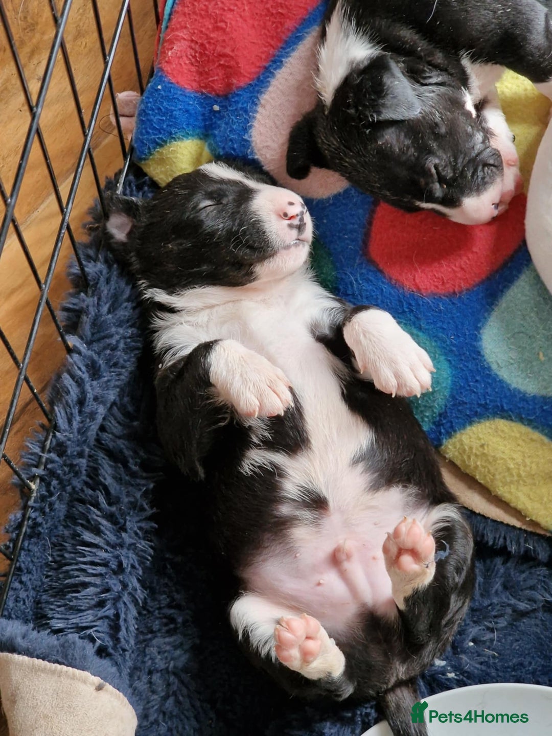 Mixed Breed dogs for sale: Beautiful pups 6 Males - Image 1