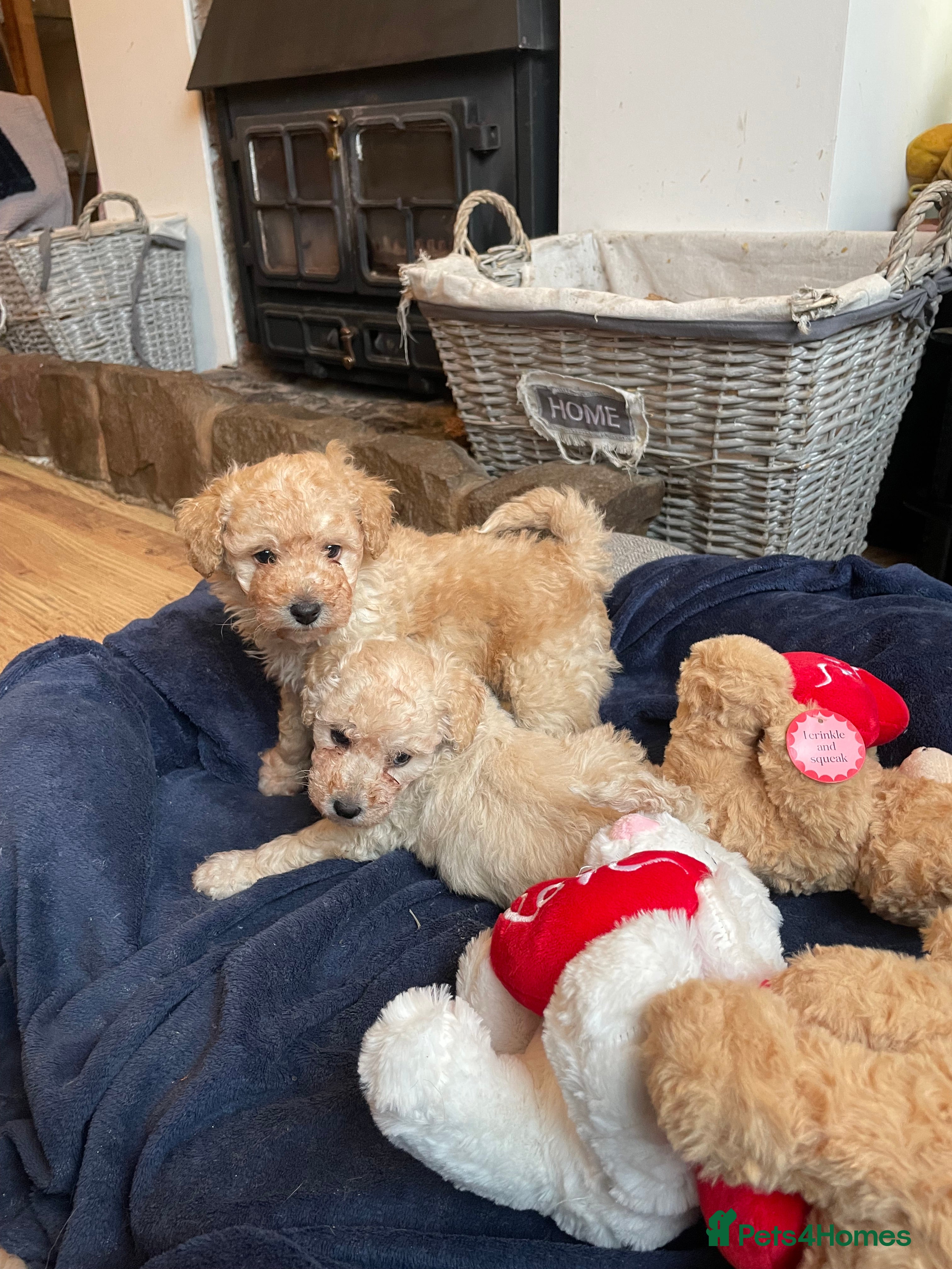 Cockapoo dogs F1B COCKAPOO PUPPY  - Advert 1