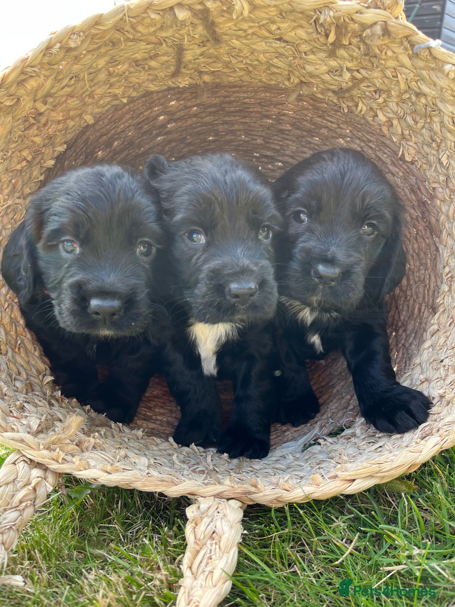 Sprocker dogs Health checked &Ready to leave , 1st vaccine   - Advert 3
