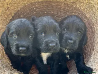 Sprocker dogs Health checked &Ready to leave , 1st vaccine - Advert 3