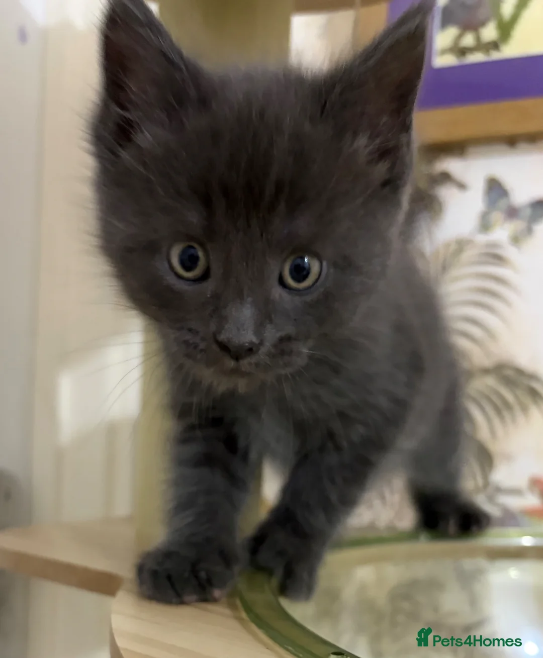 Maine Coon cats for sale: XL champion Russian Maine coon X GCCF British blue - Advert 15