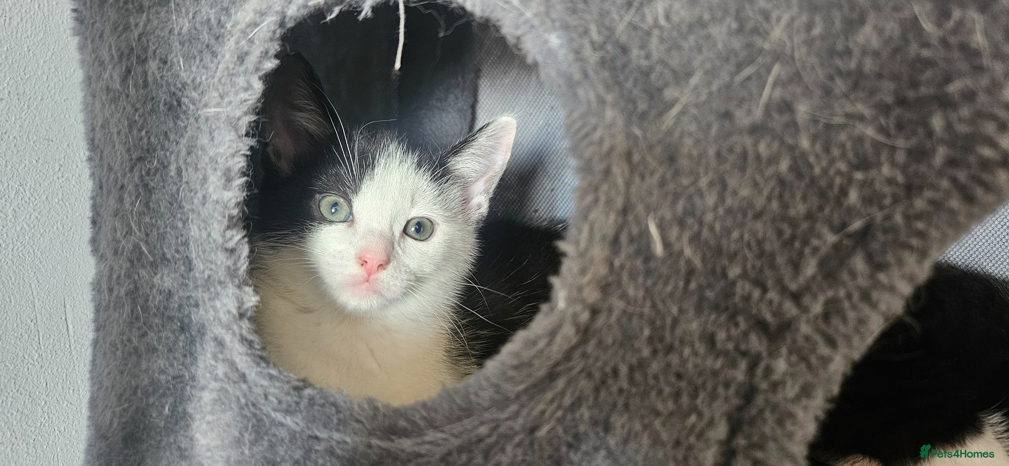 Mixed Breed cats *READY NOW LAST 2* 1/4 ragdoll kittens - Advert 11