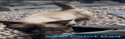 Siamese cats for sale: 3x Beautiful Pedigree Siamese Female Kittens - Advert 12