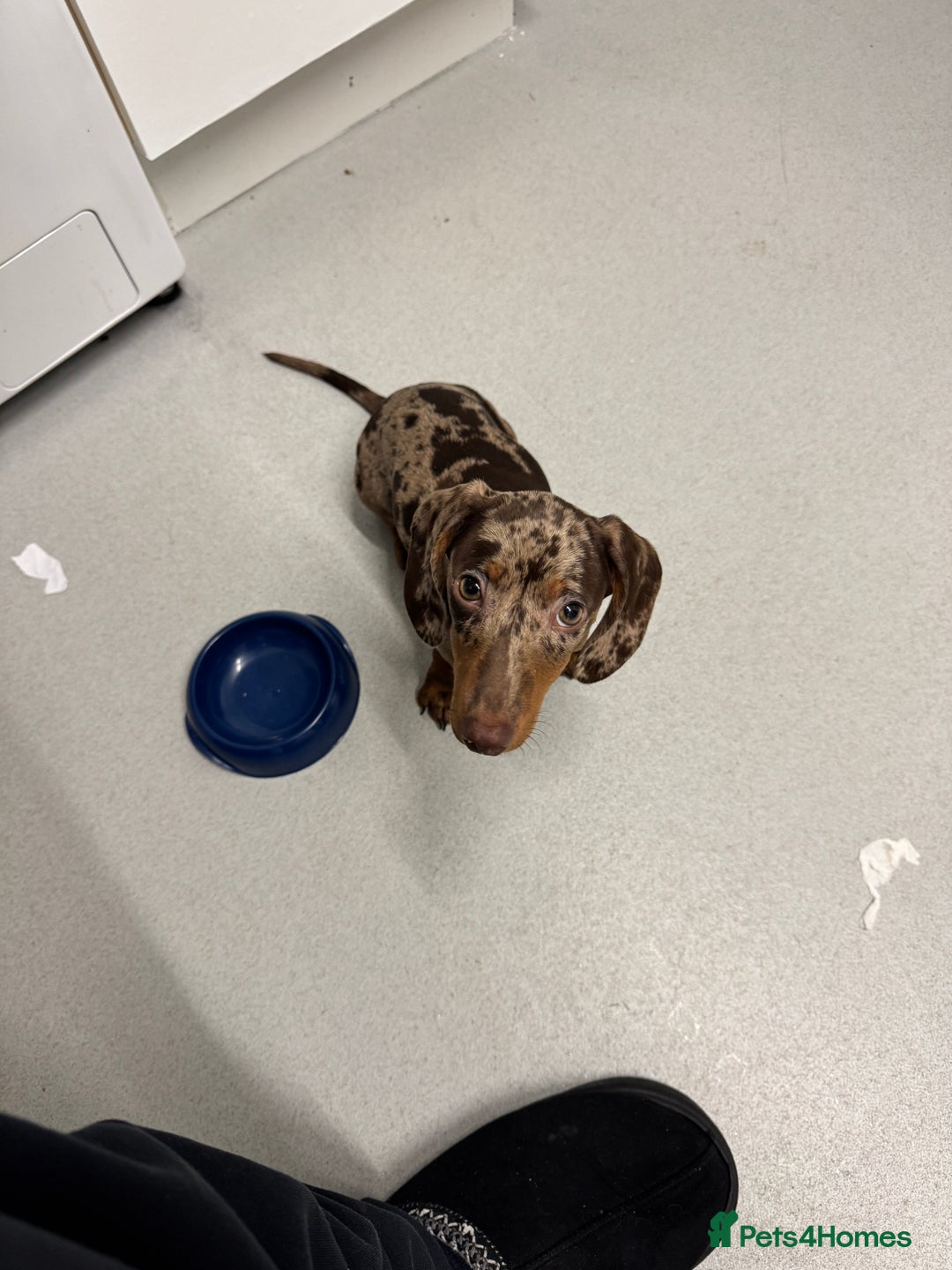 Miniature Dachshund dogs for sale: Maple and Poppy miniature Dachshund  - Advert 5