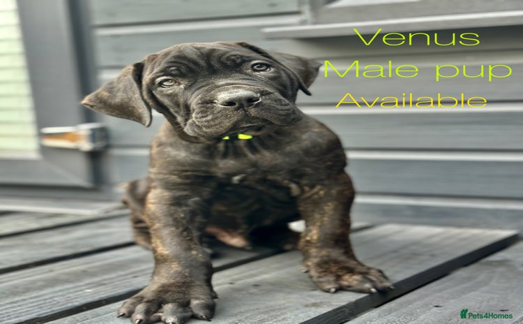 Mixed Breed dogs - Advert 1