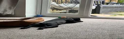 Patterdale Terrier dogs for sale: 1yr Old Male Patterdale  - Advert 7