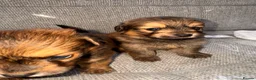 Mixed Breed dogs for sale: Pomeranian cross Jack Russell in Swadlincote - Advert 5