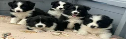 Border Collie dogs for sale: Show Quality KC Reg Border Collie Puppies  - Advert 1