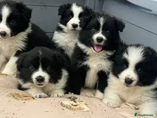 Border Collie dogs for sale: Show Quality KC Reg Border Collie Puppies - Advert 1