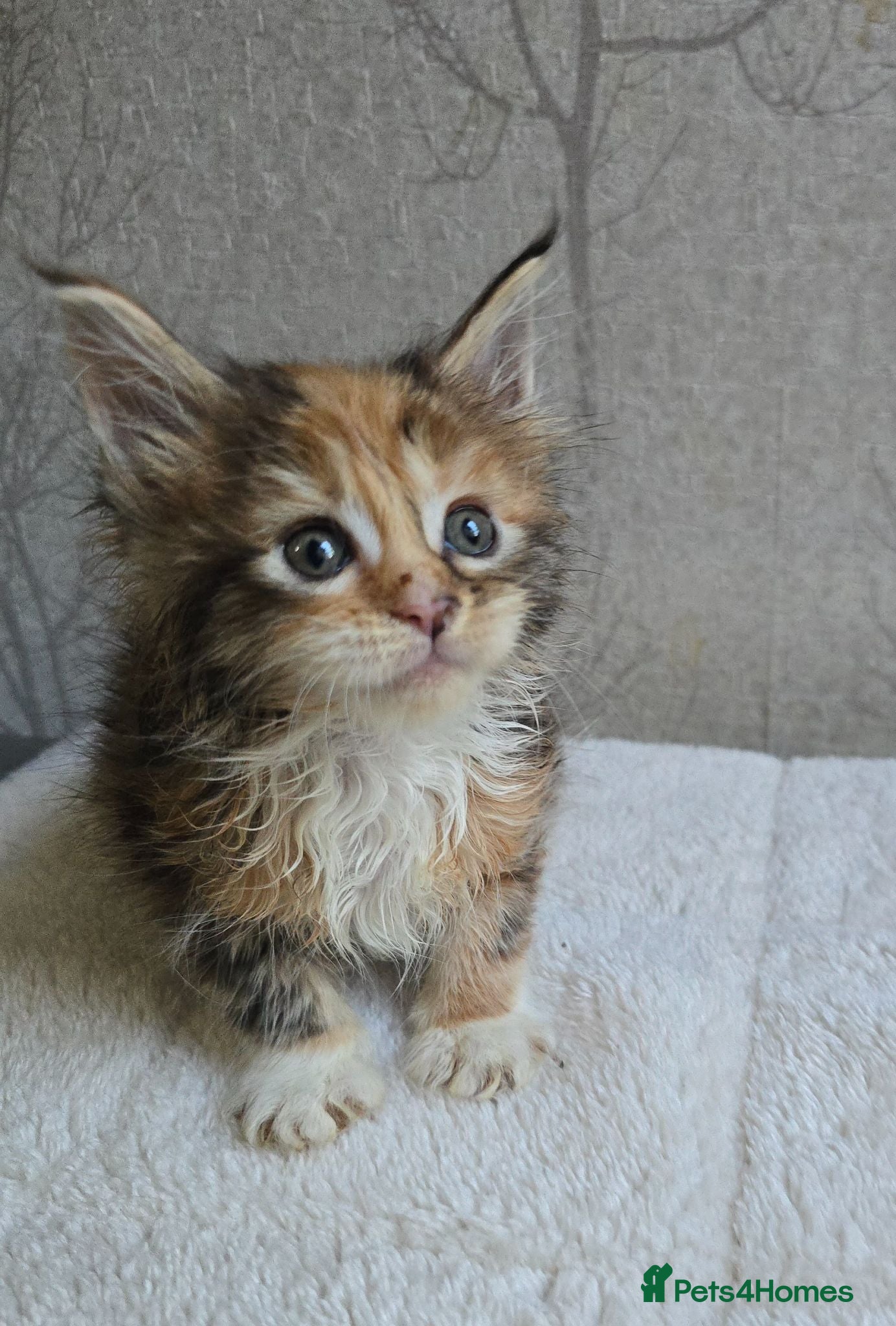 Maine Coon cats Beautiful Maine Coon Kittens  - Advert 1