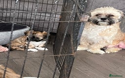 Lhasa Apso dogs for sale: 3 fluffy puppies  - Image 9