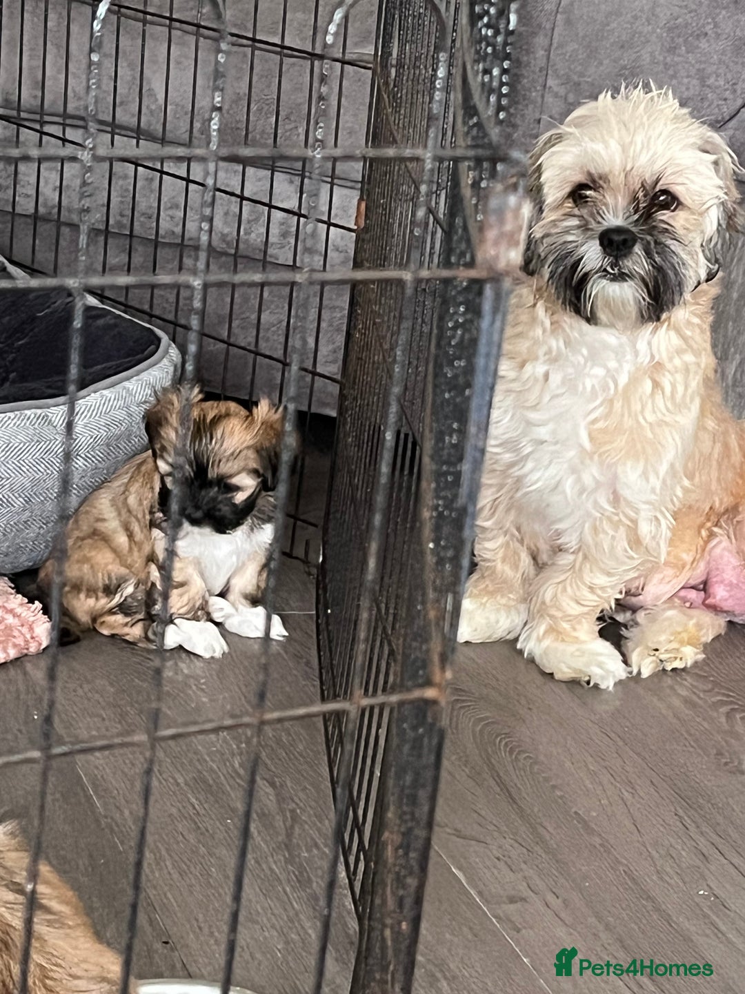 Lhasa Apso dogs for sale: 3 fluffy puppies  - Image 9