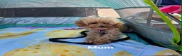 Poochon dogs for sale:  Gorgeous poochon boy puppy - Advert 4
