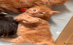Turkish Angora cats for sale: Turkish Angora kittens - 2 left - Image 10