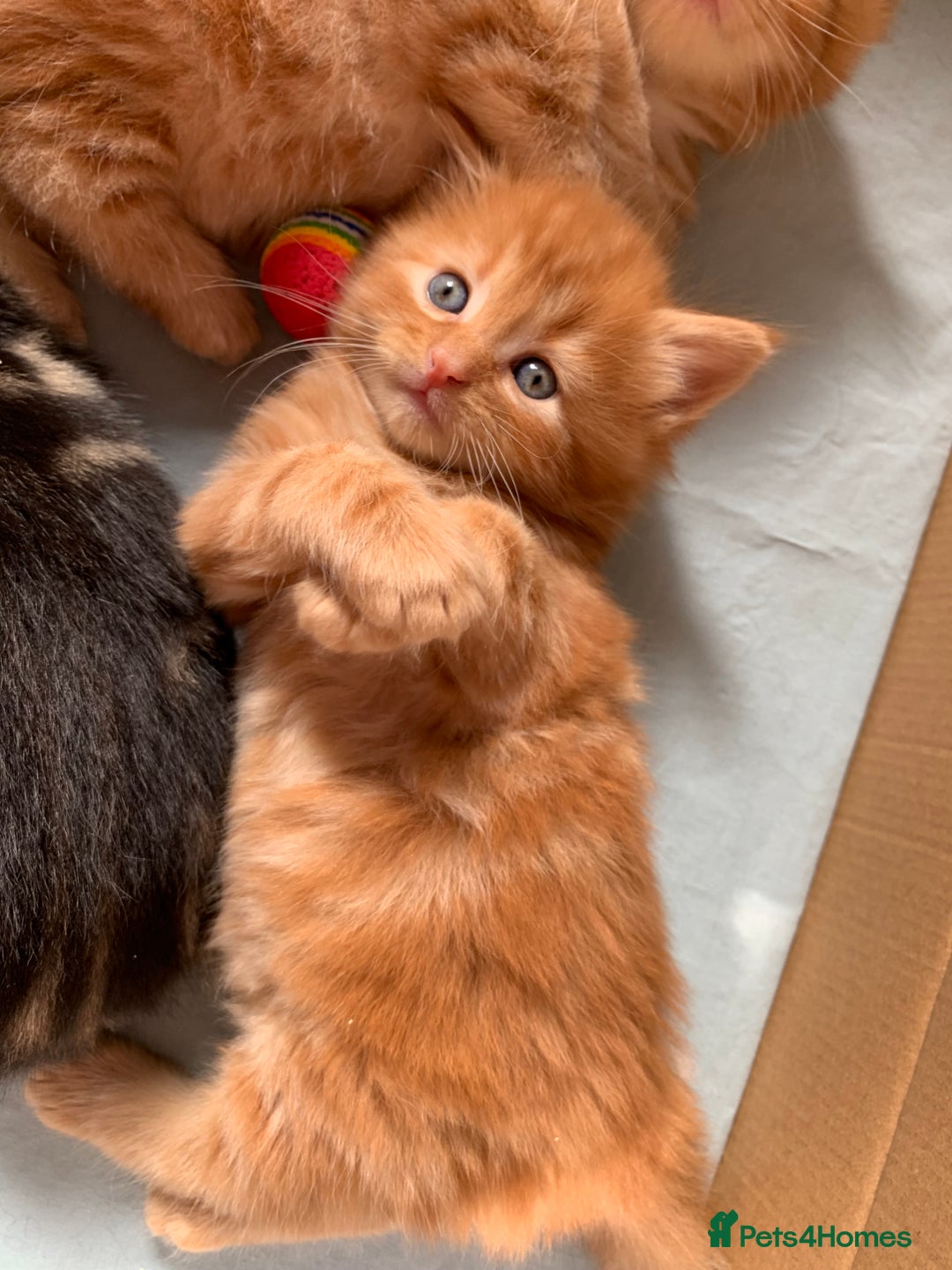 Turkish Angora cats for sale: Turkish Angora kittens - 2 left - Image 10