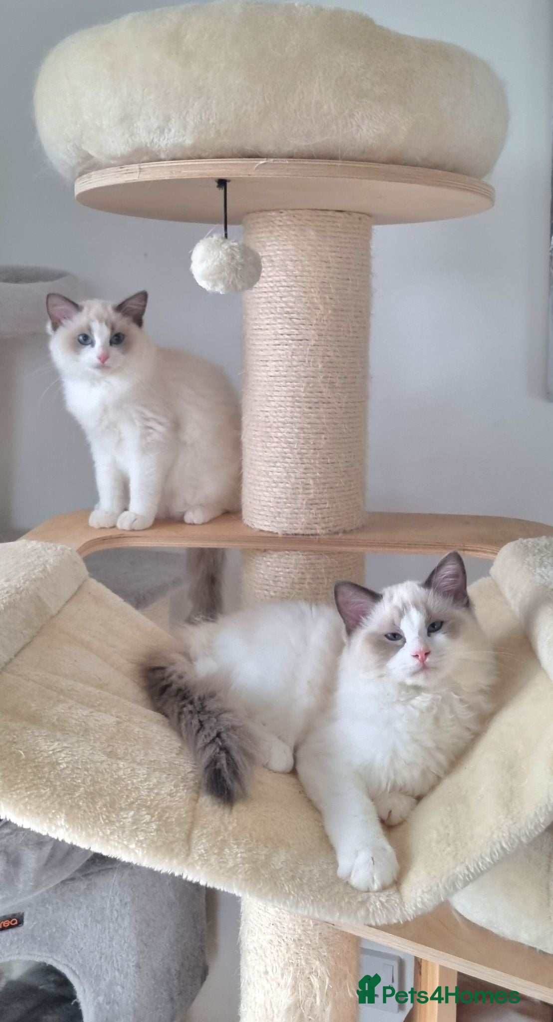 Ragdoll cats 💕Beautiful TICA Blue Bicolor Ragdolls Kittens 💕 - Advert 1