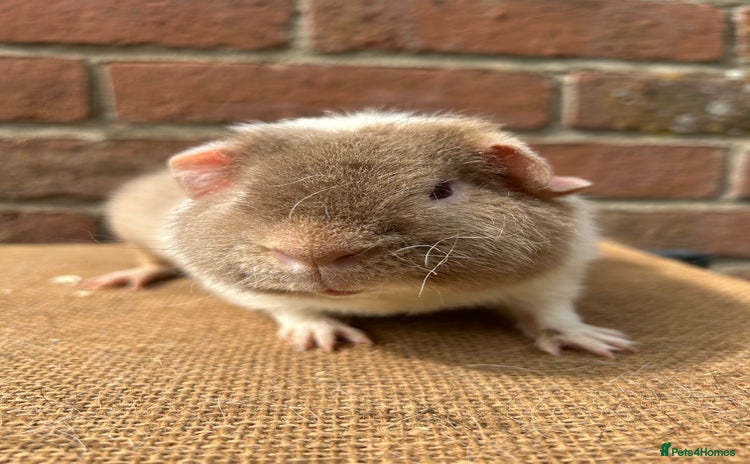 Guinea Pig rodents - Advert 7