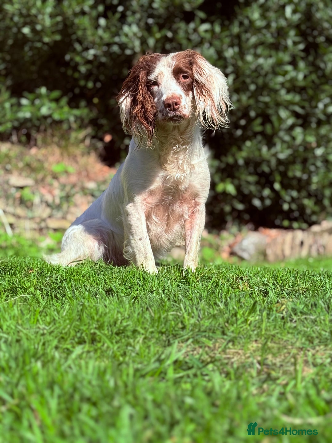 English Springer Spaniel dogs for sale: Hardest Decision Brother and Sister  - Advert 8
