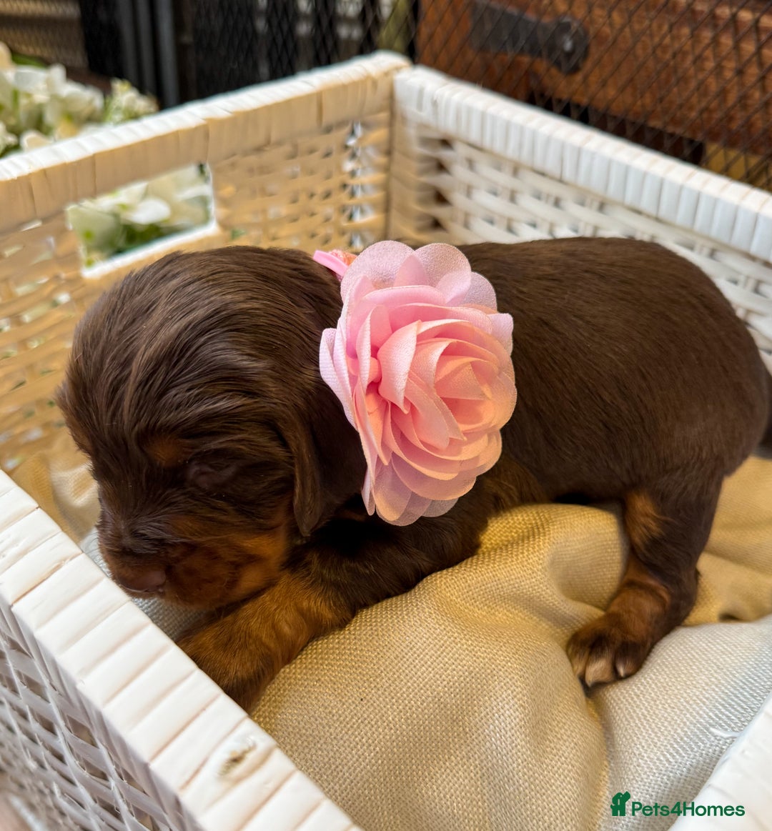Cocker Spaniel dogs for sale: stunning chocolate and tri kc cocker spaniels - Advert 33