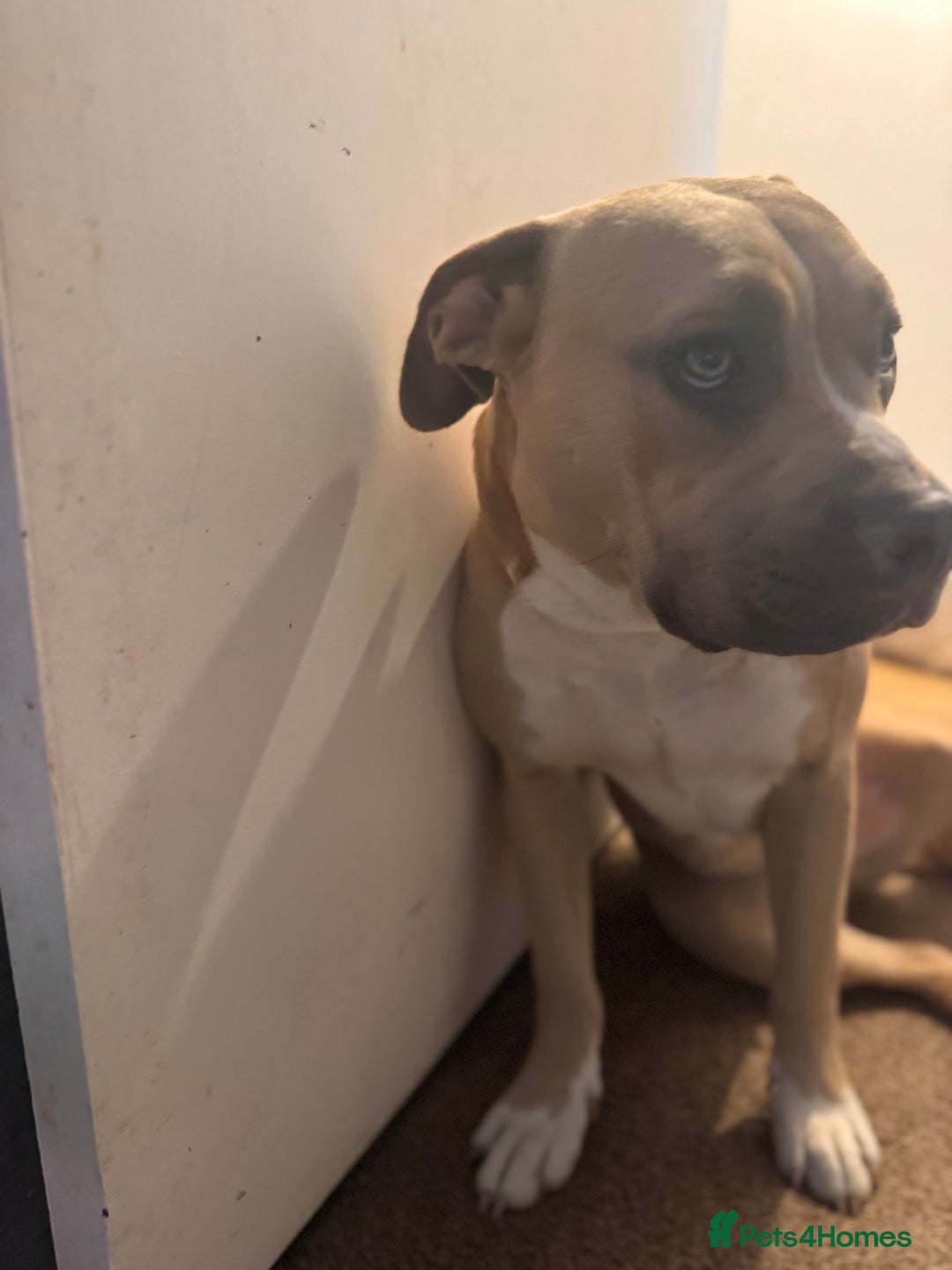 Mixed Breed dogs for sale: Angel - Staffordshire bull terrier cross boxer - Image 14