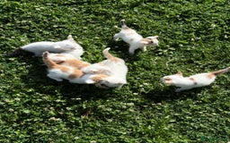 Mixed Breed cats for sale: A kitten - Image 13